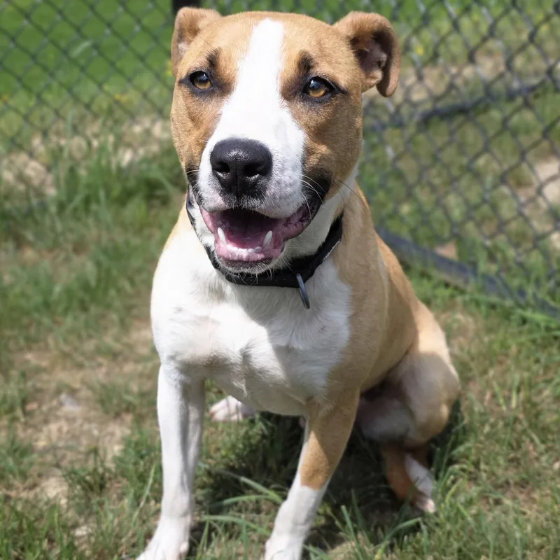 Tic Tac Toe thumbnail 4