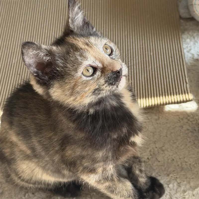 Macchiatto