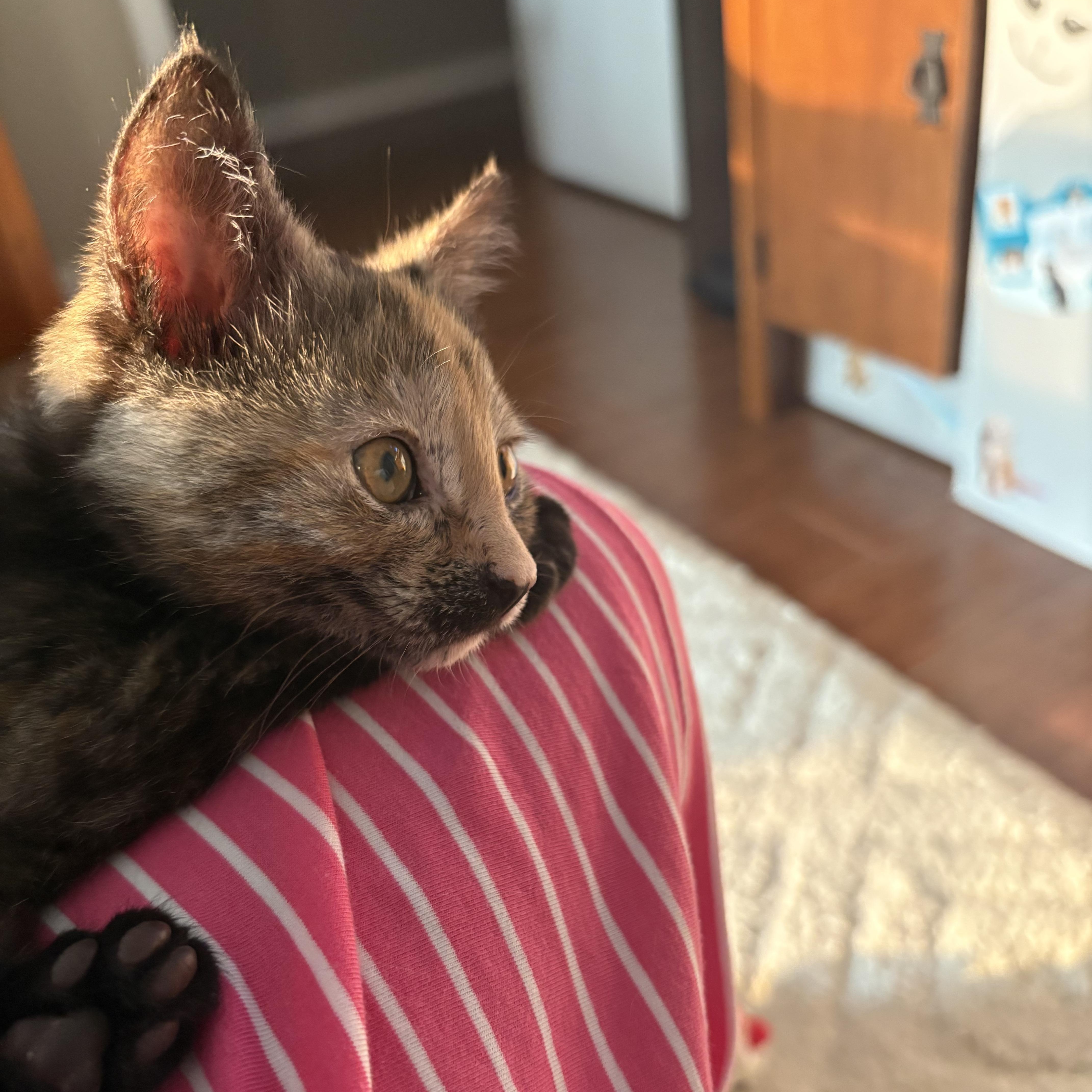 Macchiatto thumbnail 2