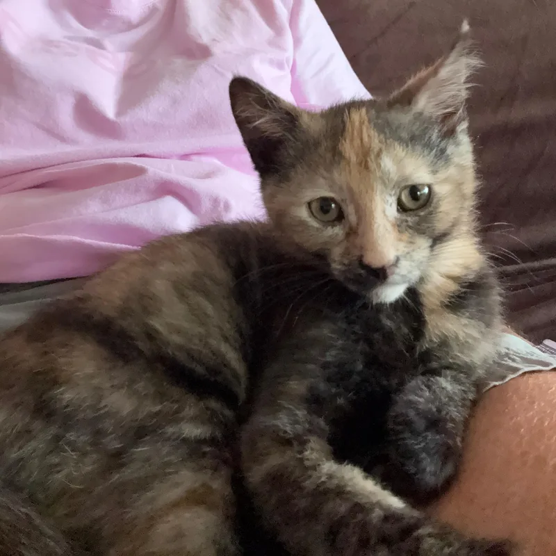 Macchiatto thumbnail 3