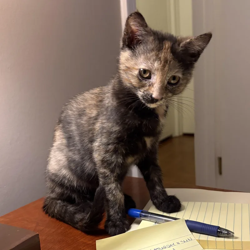 Macchiatto thumbnail 5