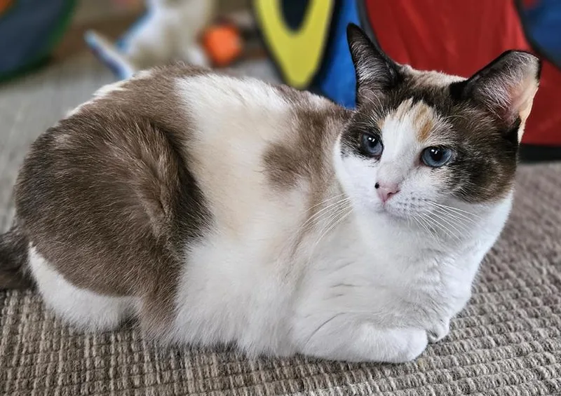 Sweet Chloe A
