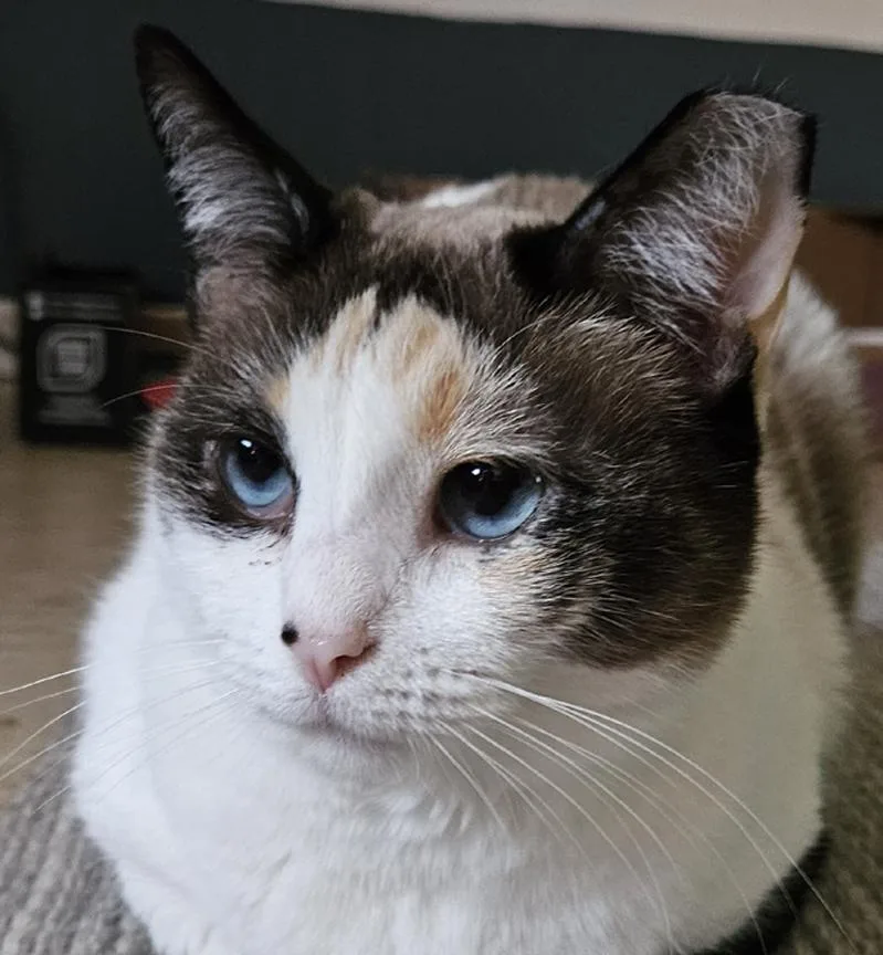 Sweet Chloe  A thumbnail 3