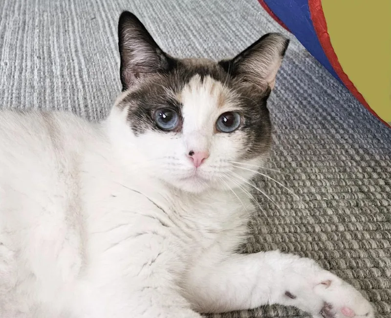 Sweet Chloe  A thumbnail 4