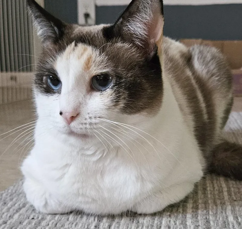 Sweet Chloe  A thumbnail 5