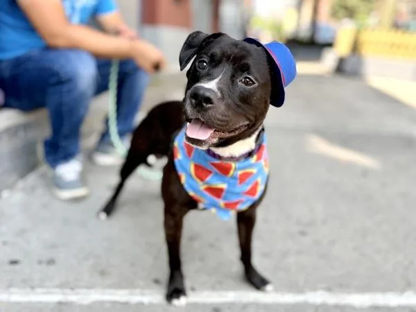 An adult medium-sized male Mixed Breed dog named Cookie King for adoption in New York, NY