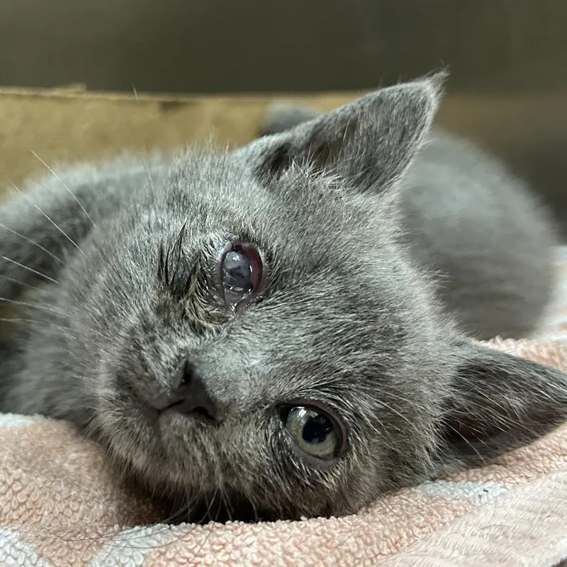 A baby small-sized female Gray / Blue / Silver Domestic Short Hair cat named Dora for adoption in Lynchburg, VA