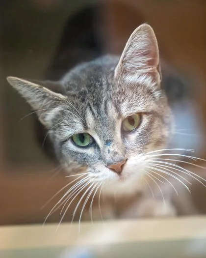 An adult medium-sized female Domestic Short Hair cat named Demi for adoption in Pequot Lakes, MN