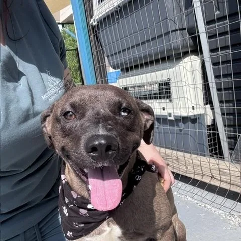 A young medium-sized male Mixed Breed dog named Hyena for adoption in Marion, NC