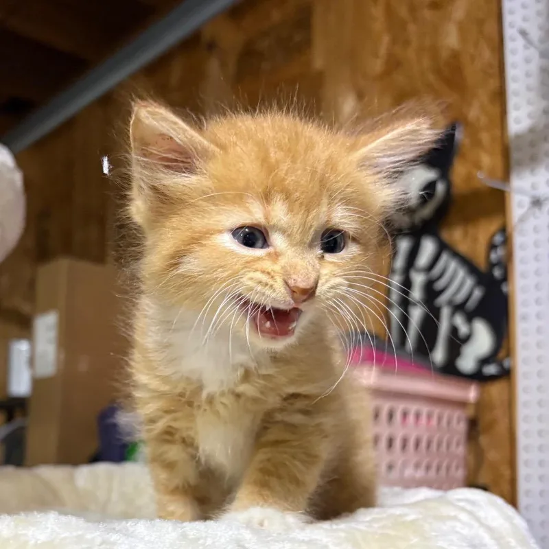 A baby small-sized male Orange / Red Domestic Long Hair cat named Cheez whiz for adoption in Odenville, AL