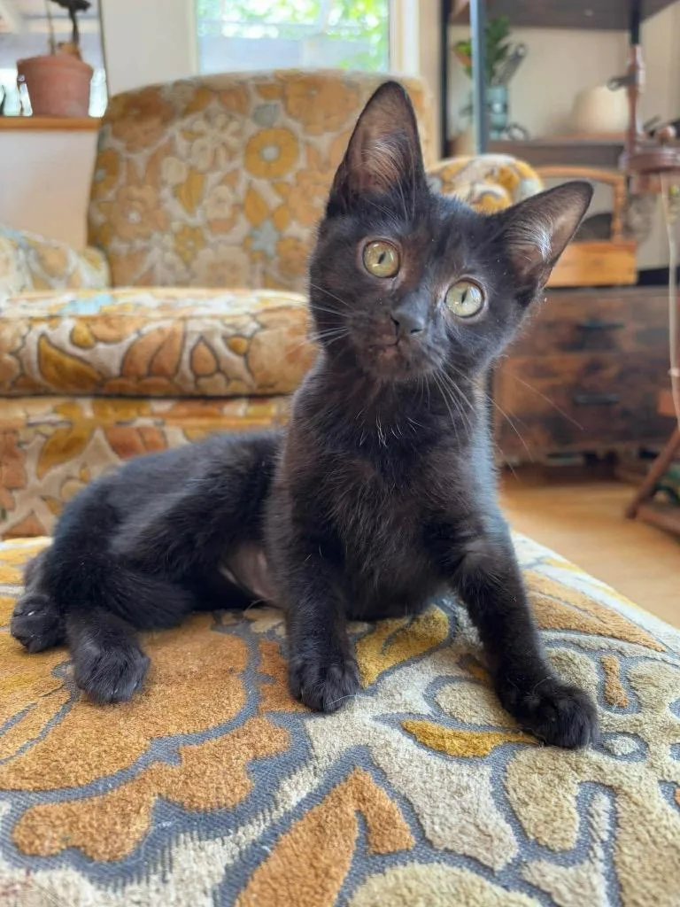 A baby small-sized female Domestic Short Hair cat named Mushroom for adoption in Gorham, ME