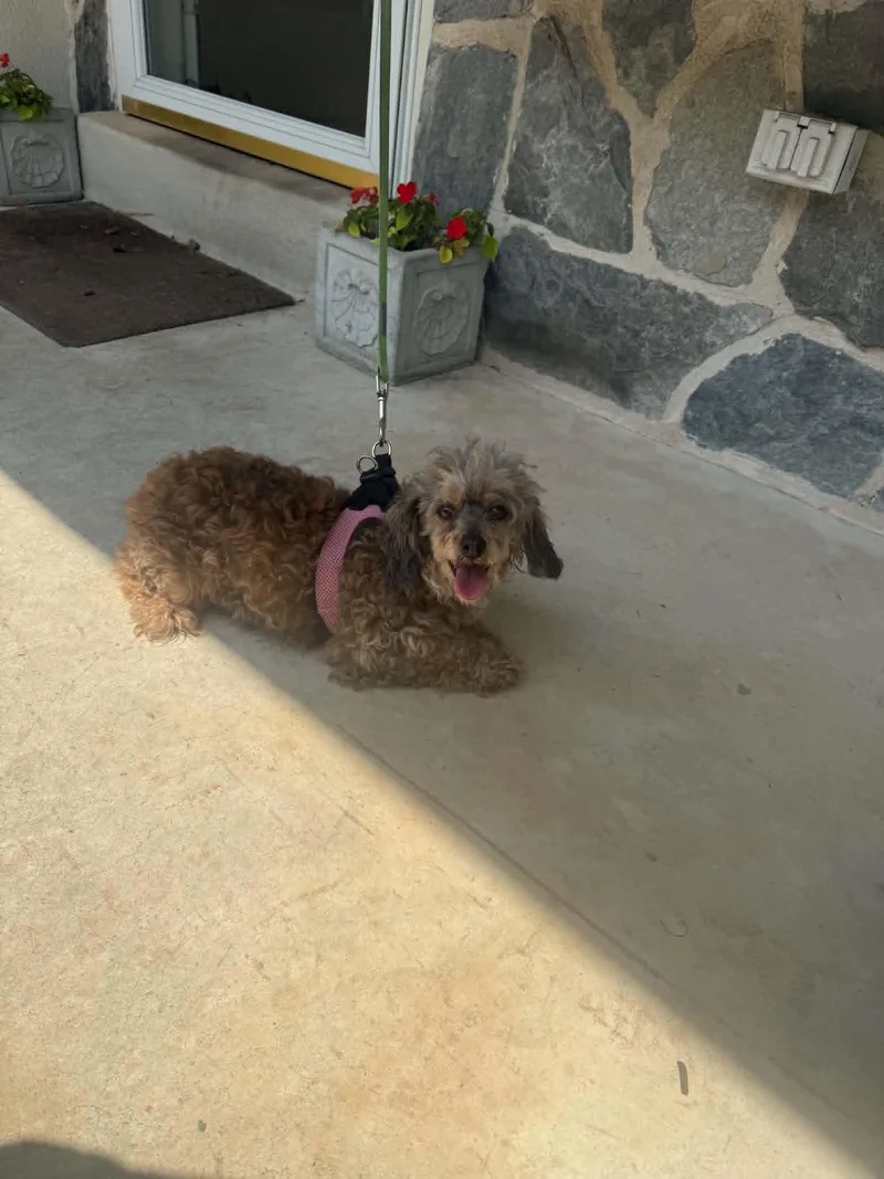 An adult small-sized female Miniature Poodle dog named Collette for adoption in Havertown, PA