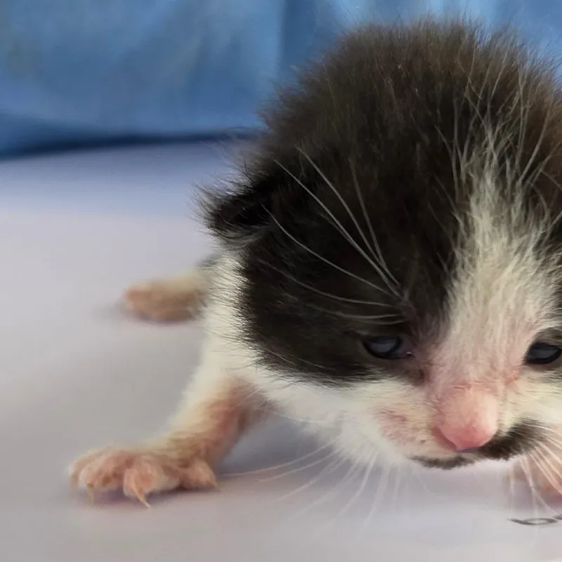 Figaro thumbnail 2