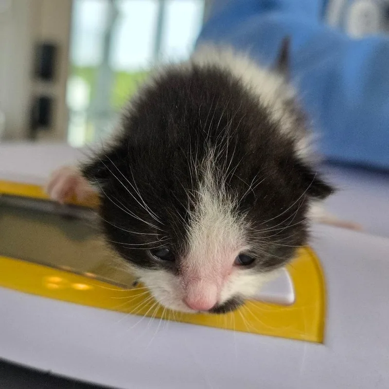Figaro thumbnail 3
