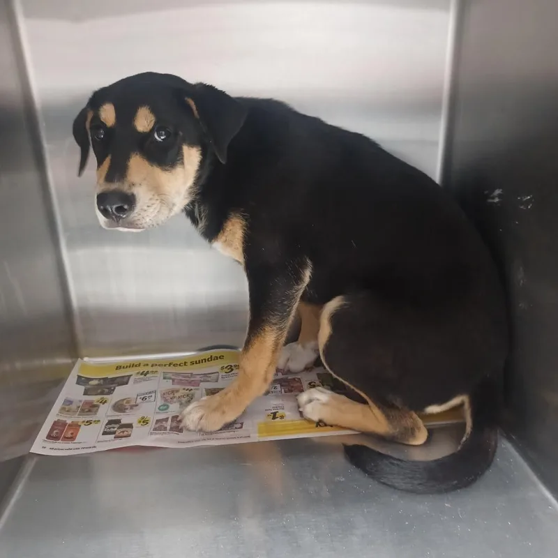 A baby medium-sized female Black Shepherd dog named Yve for adoption in Hattiesburg, MS