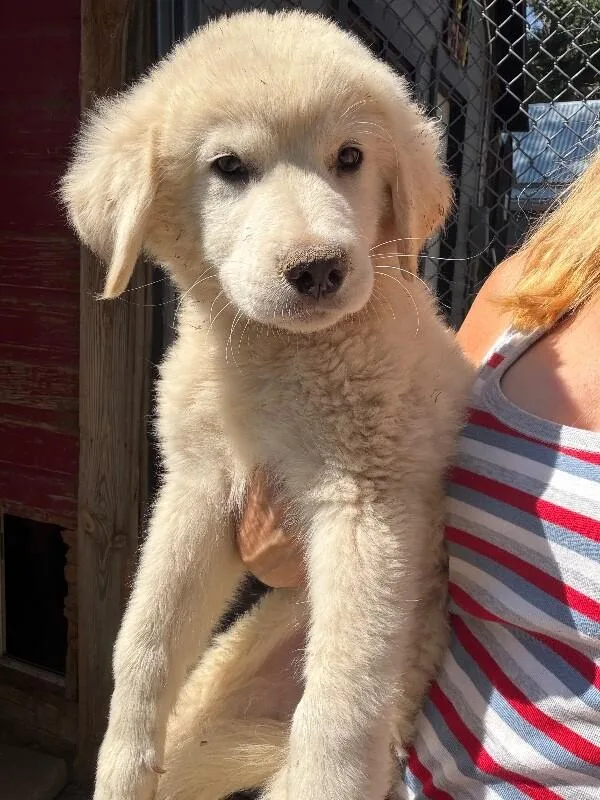 A baby small-sized male Great Pyrenees dog named Trek for adoption in Windsor, CO