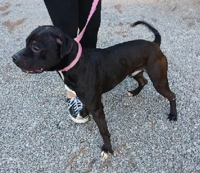 An adult medium-sized male Pit Bull Terrier dog named Blake for adoption in Philippi, WV