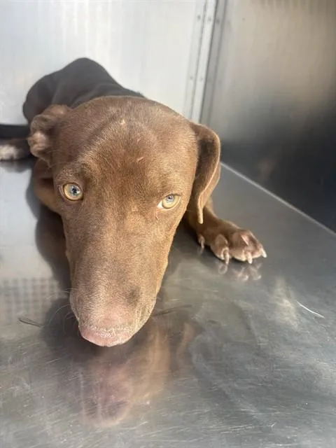 A young large-sized male Dachshund dog named Oscar for adoption in Mesa, AZ