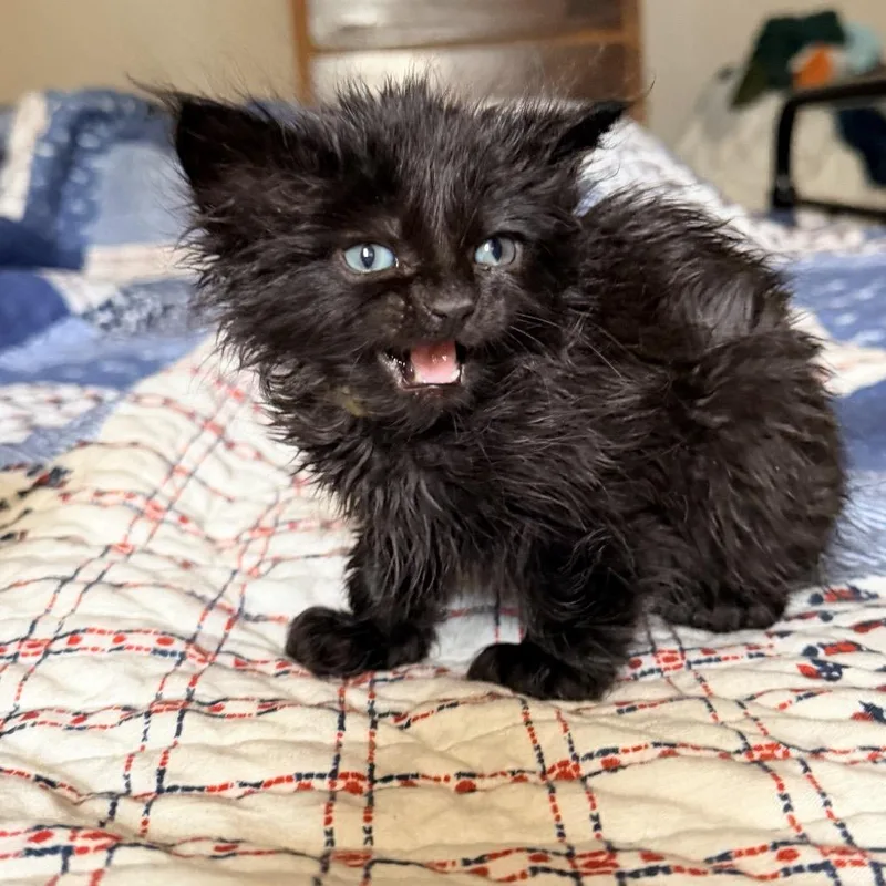 A baby small-sized female Domestic Medium Hair cat named Arwen for adoption in Allyn, WA