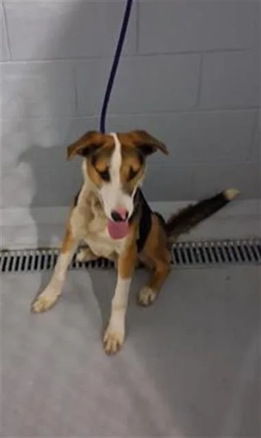 A young large-sized male Labrador Retriever dog named Leo for adoption in Winter Haven, FL