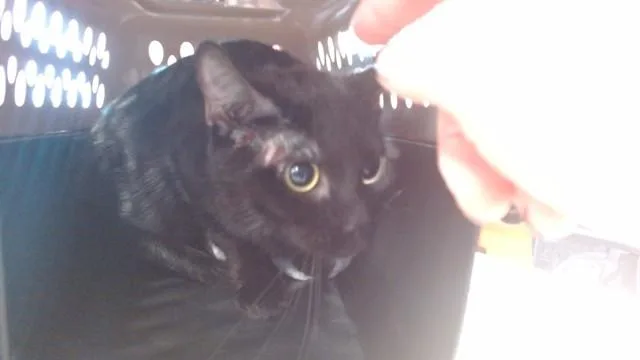 A young medium-sized female Domestic Short Hair cat named Prudence for adoption in Louisville, KY