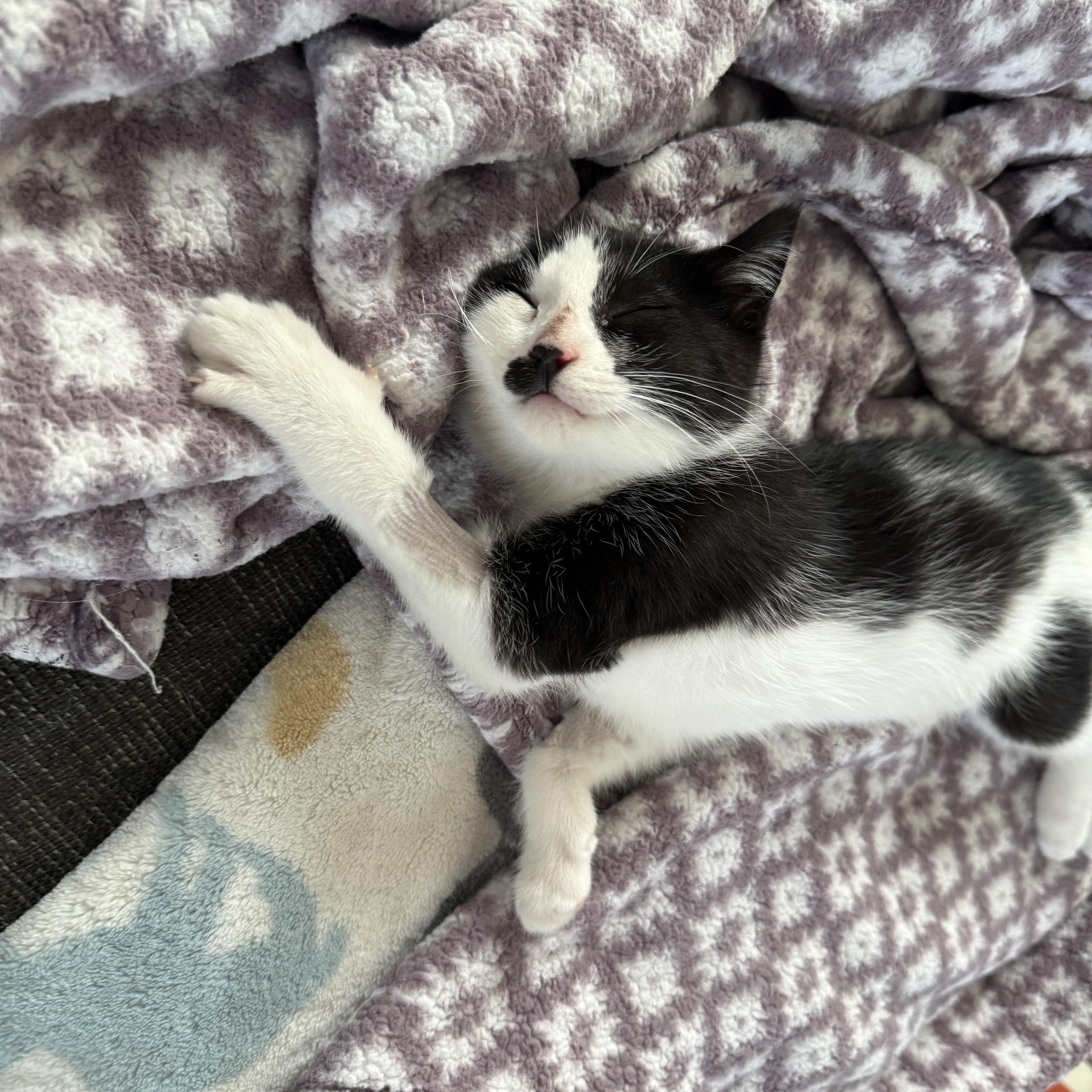 Charlie Chaplin thumbnail 2