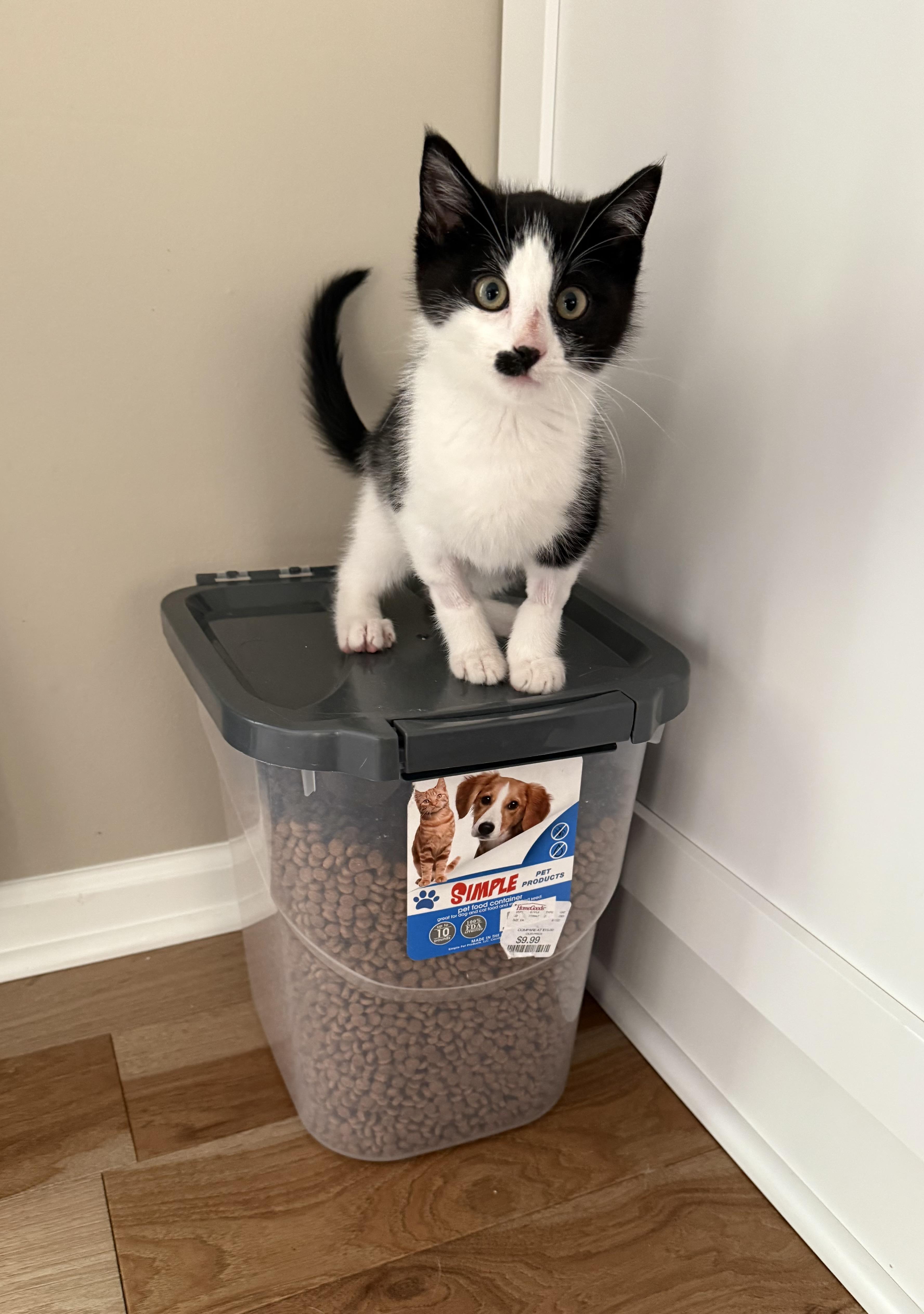 Charlie Chaplin thumbnail 4