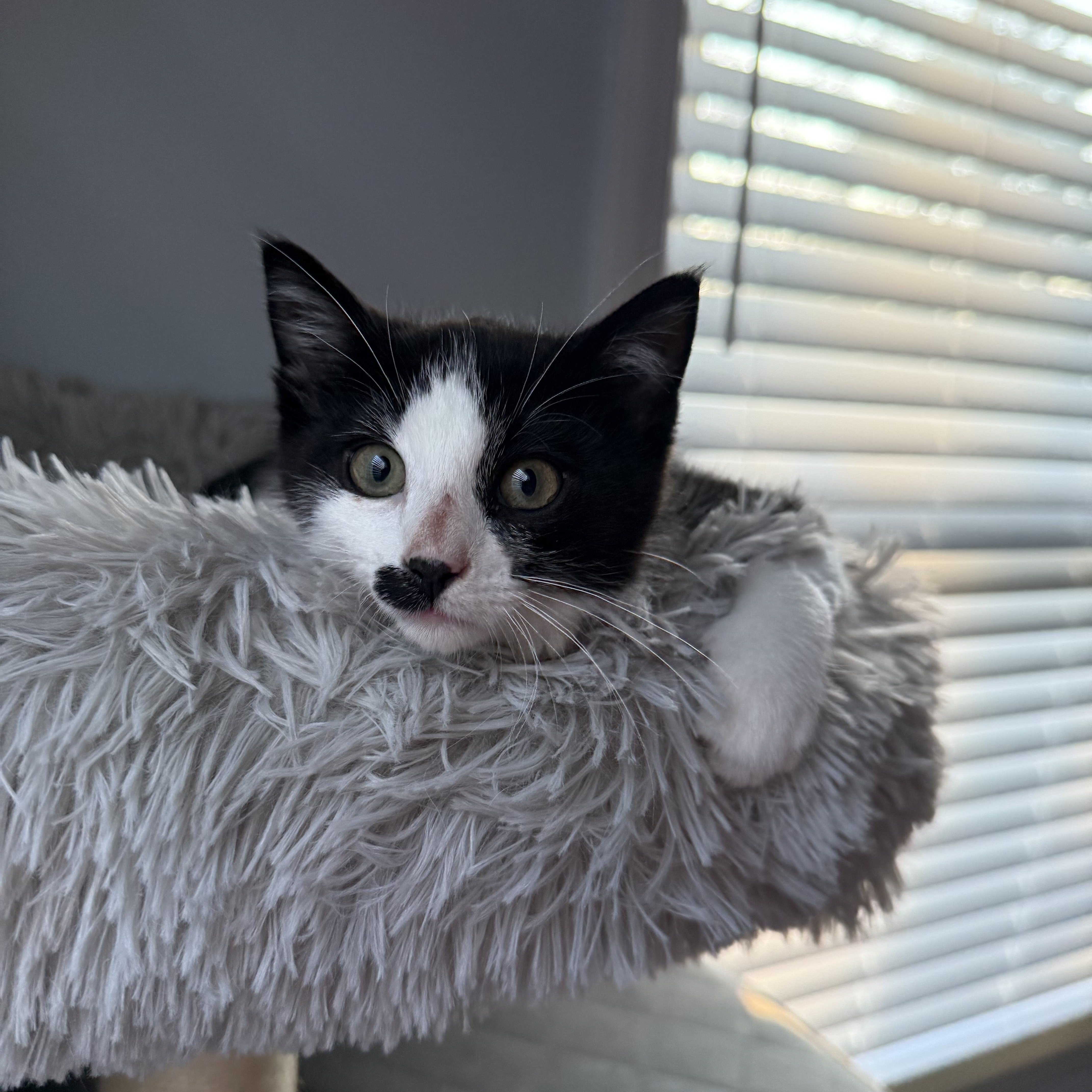 Charlie Chaplin thumbnail 5