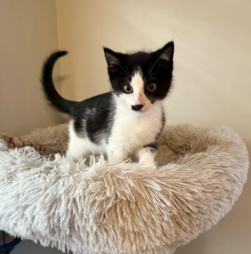 Charlie Chaplin thumbnail 6