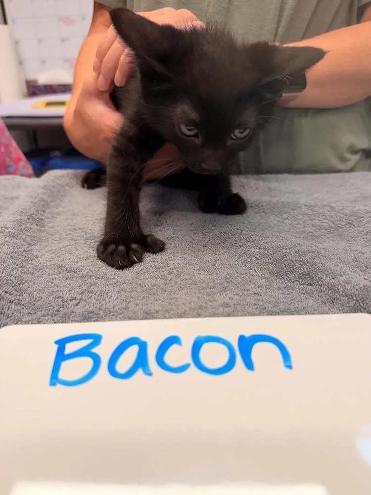 A baby small-sized female Black Domestic Short Hair cat named Bacon for adoption in Vancouver, WA