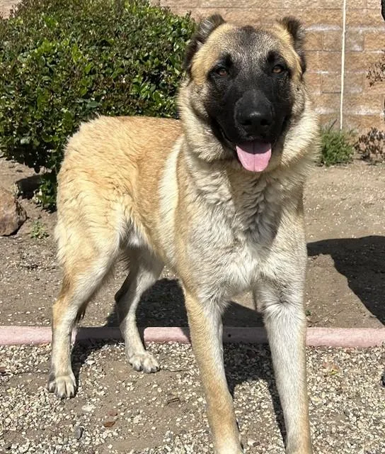 A young medium-sized male Anatolian Shepherd dog named Cosmo for adoption in Agoura, CA