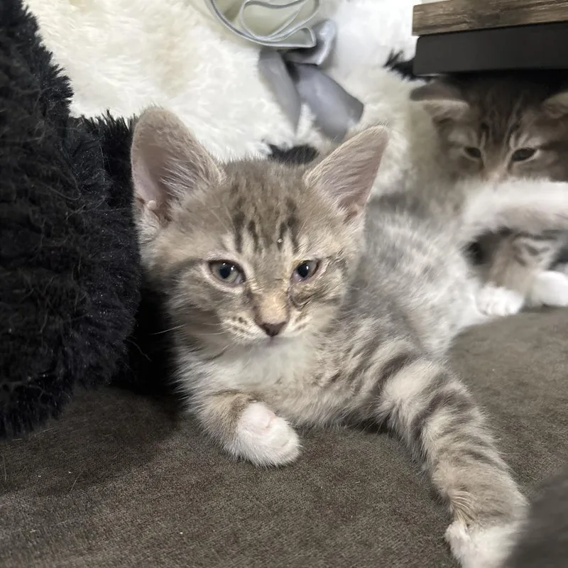 A baby small-sized male Gray / Blue / Silver Domestic Medium Hair cat named Ziggy for adoption in Shelbyville, IN