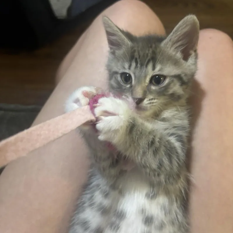 Ziggy thumbnail 2