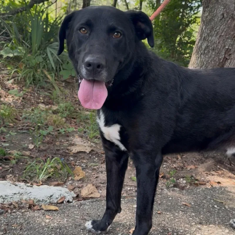 An adult medium-sized male Black Labrador Retriever dog named Honk for adoption in Monroeville, AL