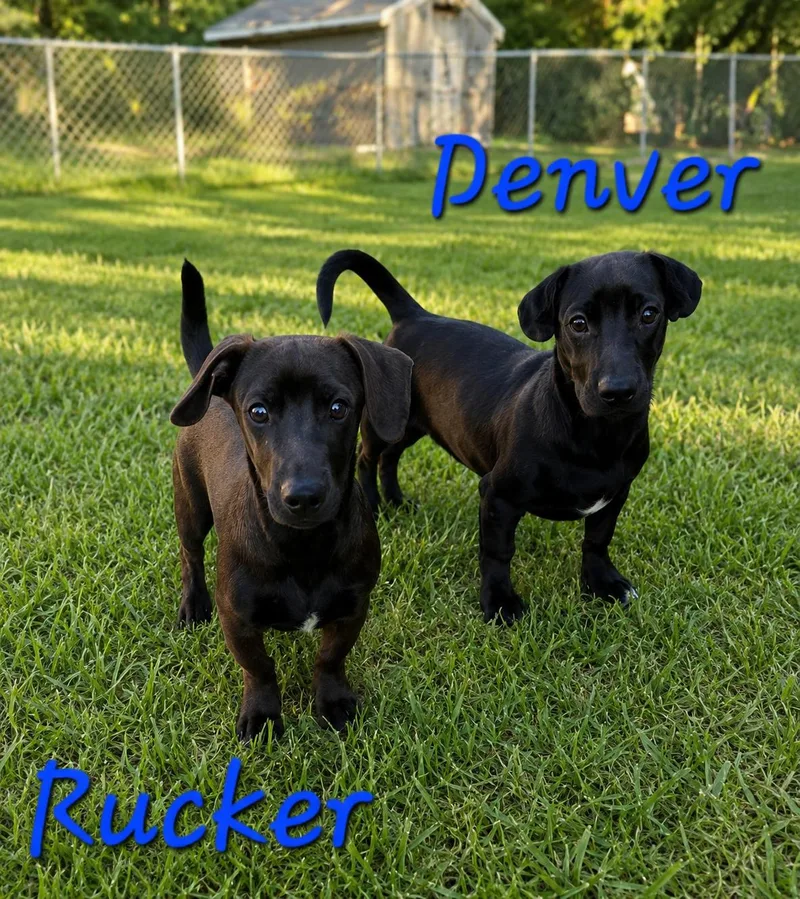 Rucker