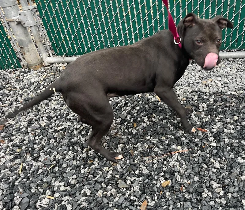A young medium-sized female Mixed Breed dog named Star for adoption in Mount Gilead, NC