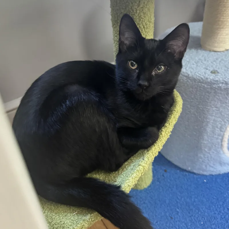 A baby medium-sized male Black Domestic Short Hair cat named Jack for adoption in Columbia, SC