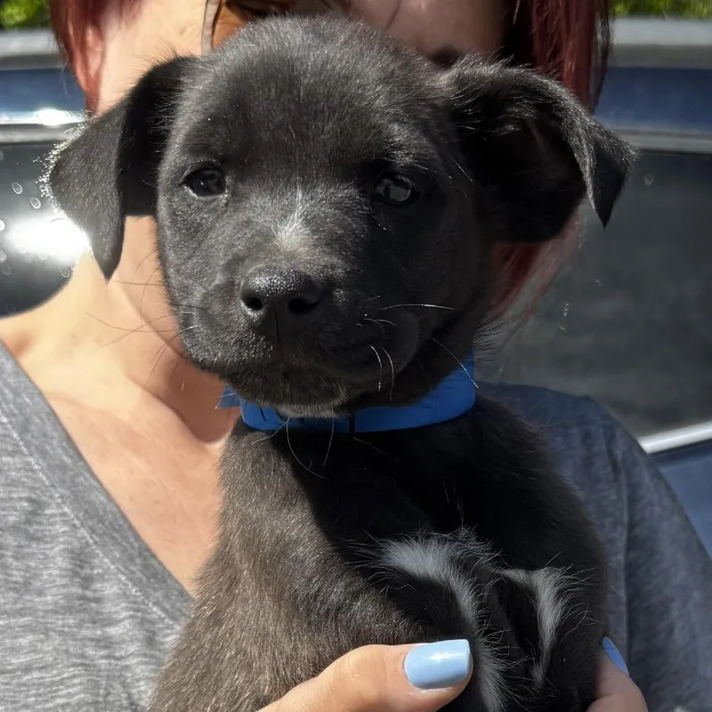 Ny Percy Avail May