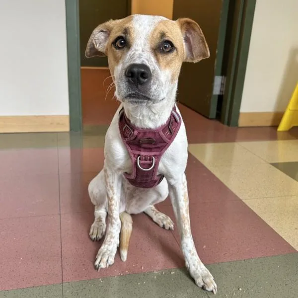 A young medium-sized female Australian Cattle Dog / Blue Heeler dog named Hunny for adoption in Dublin, CA