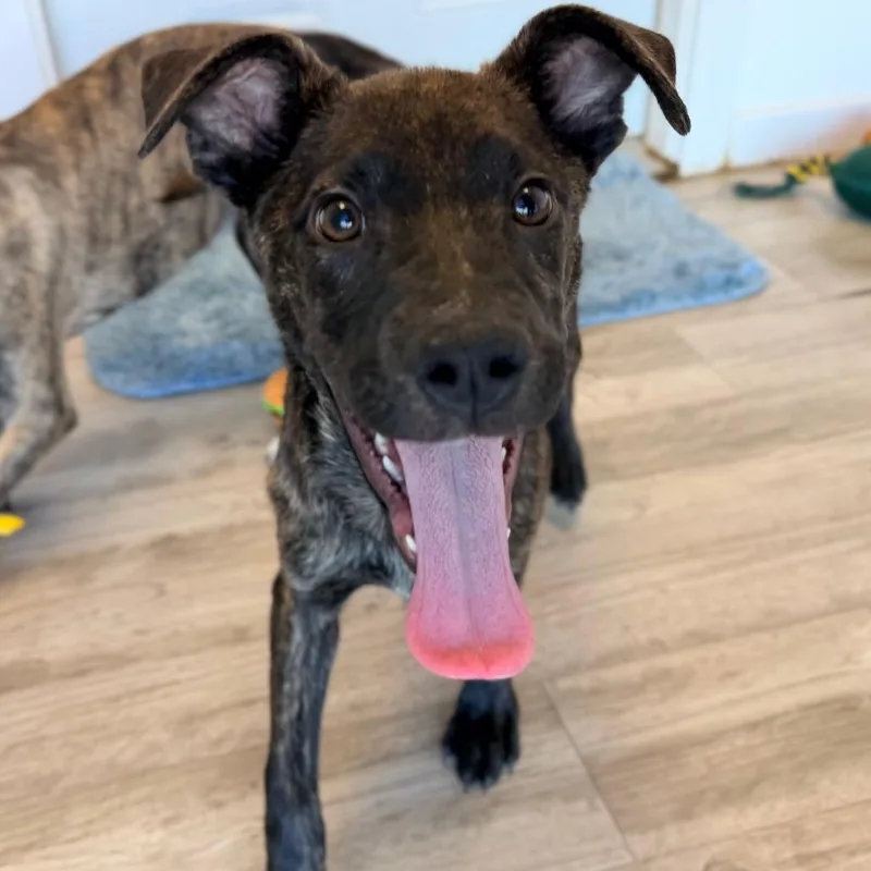 A baby medium-sized male Brindle Terrier dog named Porkchop for adoption in Green Bay, WI
