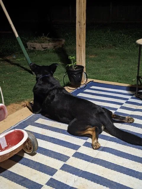 A senior large-sized male Black German Shepherd Dog dog named Jackson for adoption in Roswell, GA