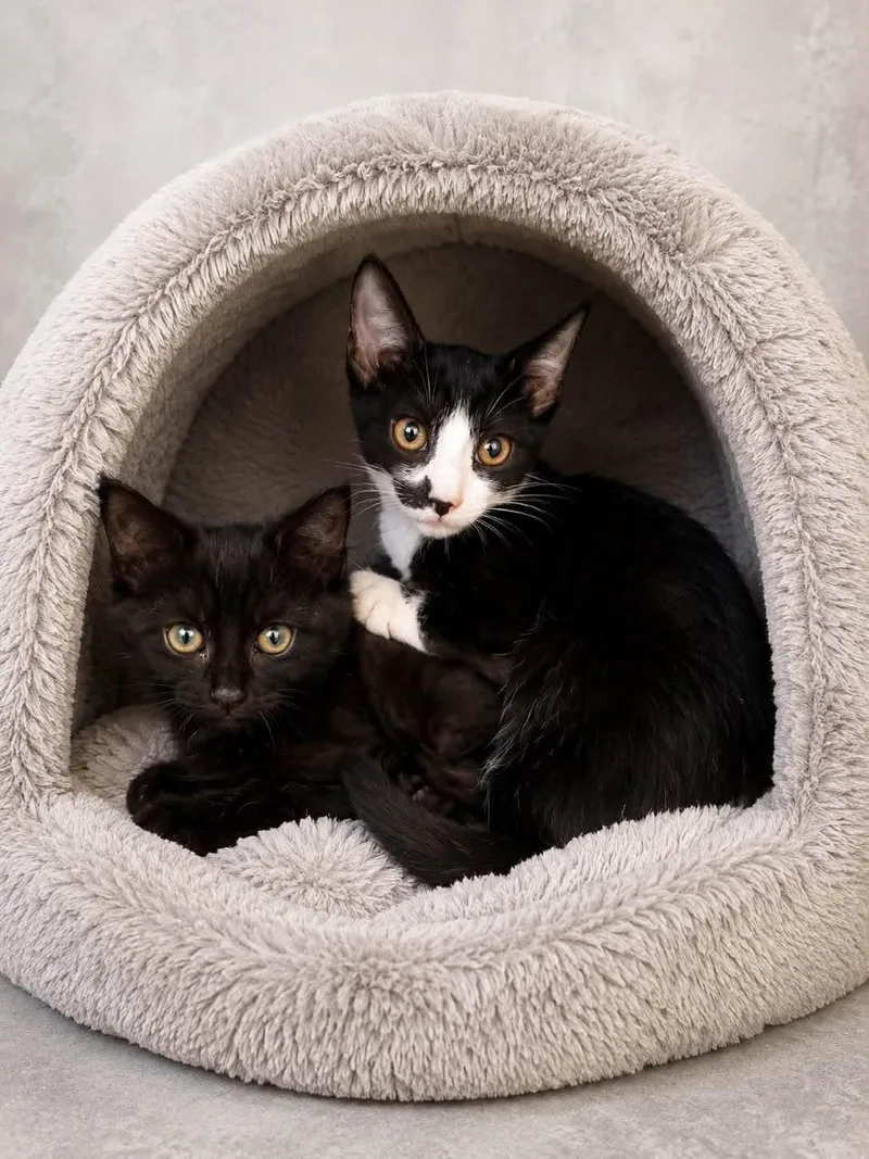 A young medium-sized female Black Domestic Long Hair cat named Sassy for adoption in Englewood, FL