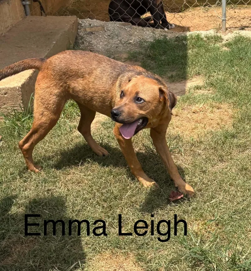 A young medium-sized female Shepherd dog named Emma Leigh for adoption in Zimmerman, MN