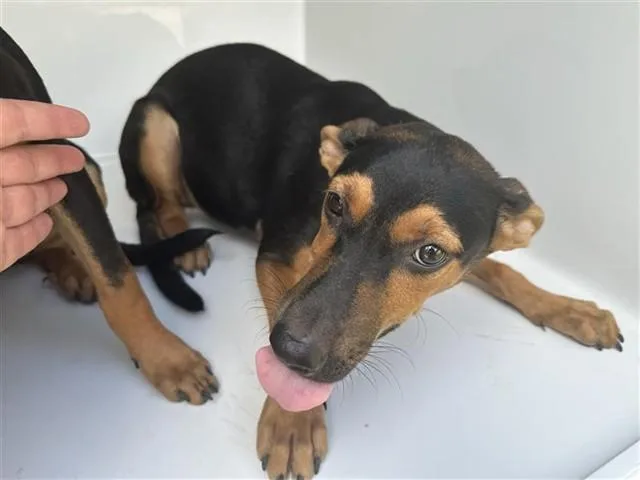 A baby medium-sized female Miniature Pinscher dog named A for adoption in Houston, TX