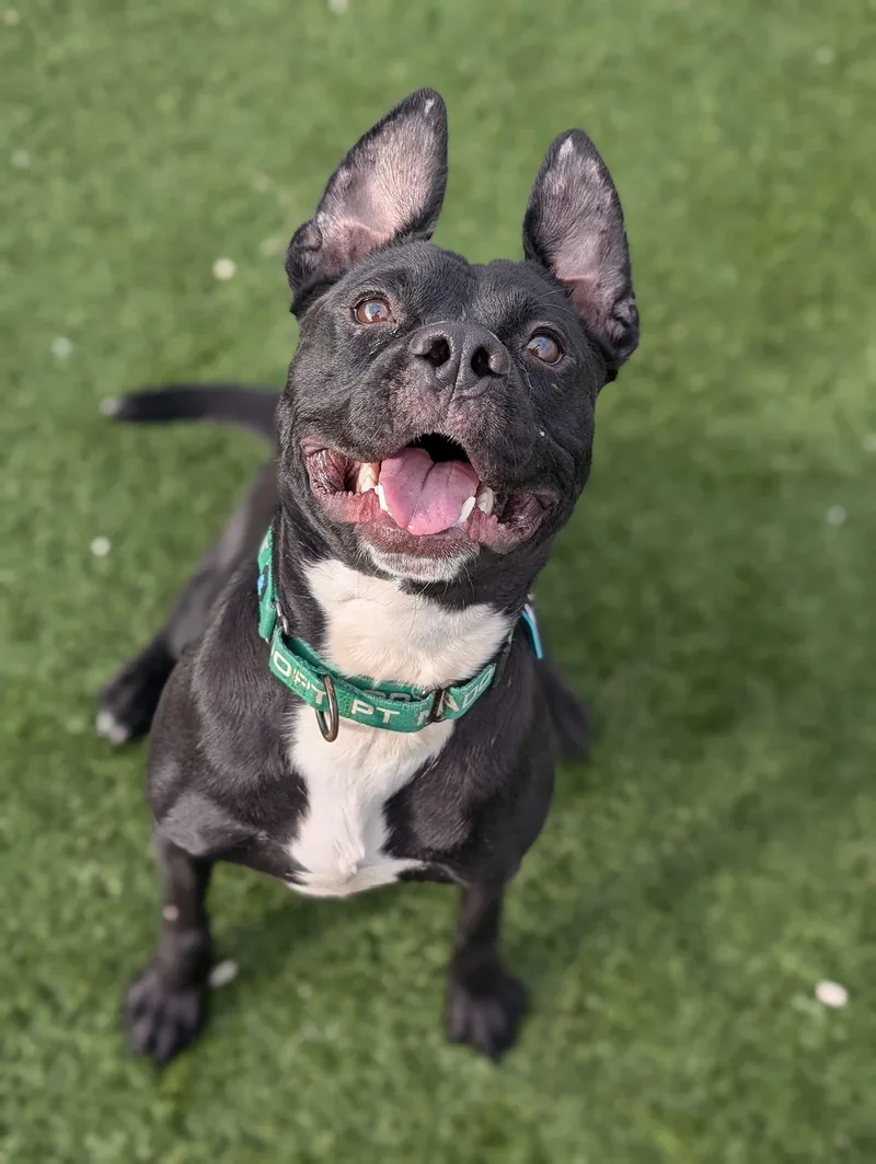 A young medium-sized male Pit Bull Terrier dog named Aslan for adoption in Cleveland, OH