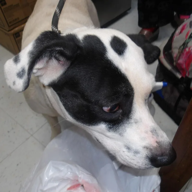 A senior medium-sized female White / Cream Mixed Breed dog named Lola for adoption in Marble, NC
