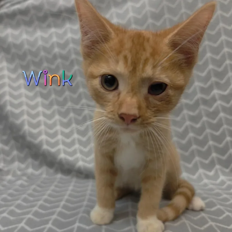 A baby small-sized male Orange / Red Domestic Short Hair cat named Mr. Winks for adoption in Parkersburg, WV
