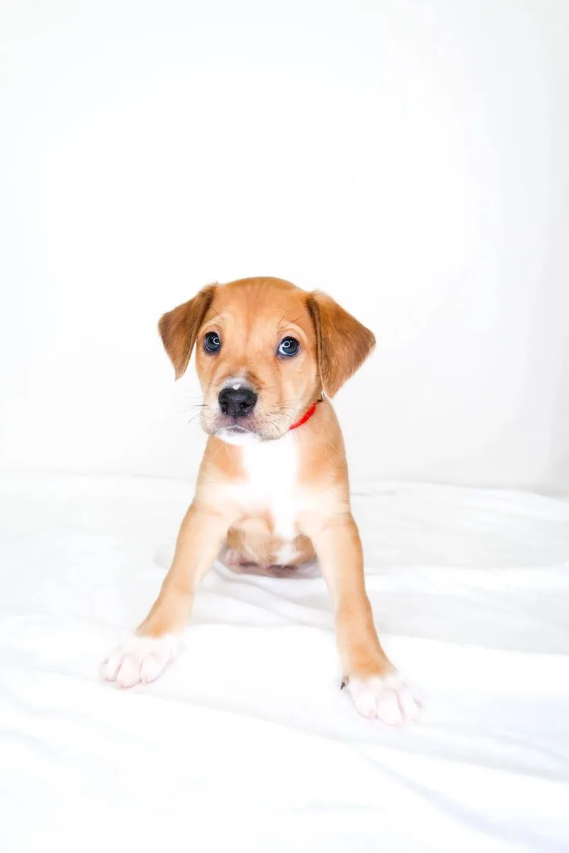 A baby medium-sized male Golden Wirehaired Terrier dog named Kenny Chesney for adoption in Bixby, OK