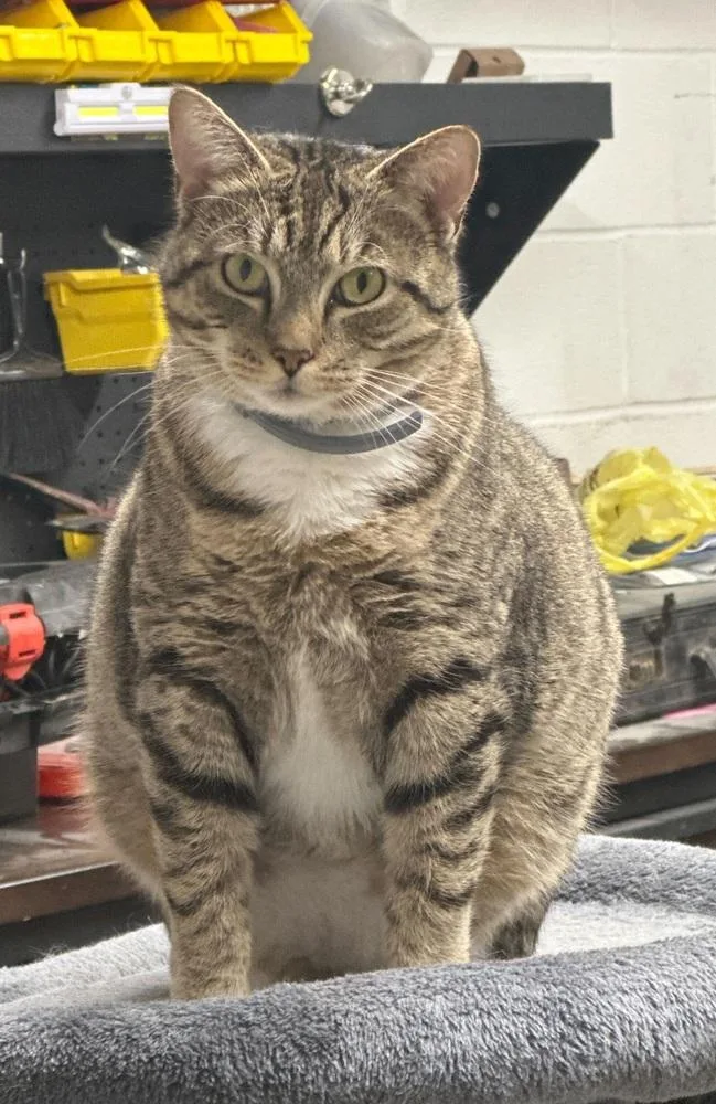 An adult medium-sized female Domestic Short Hair cat named Aurora for adoption in Greensboro, NC