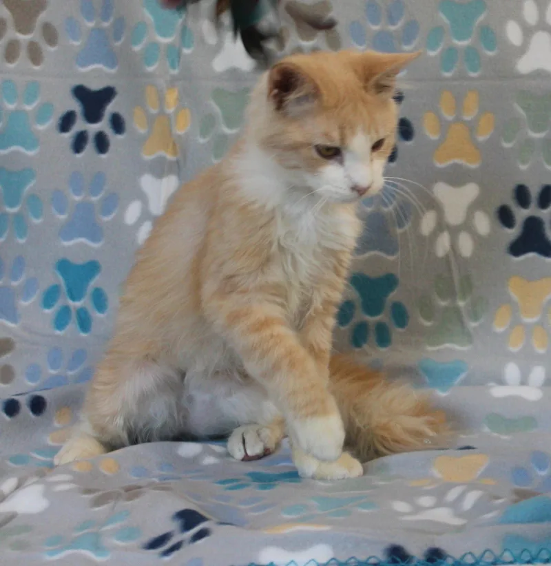A baby medium-sized male Orange & White Domestic Long Hair cat named Cheeto for adoption in Prattville, AL